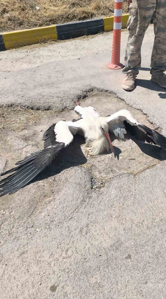 Eskişehir Büyükşehir Belediyesi çöplüğünde bacağı kırık halde bulunan leylek 4 gündür yardım bekliyor