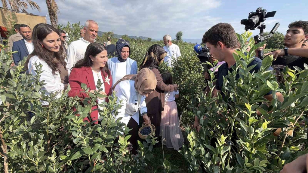 Bakan Göktaş Düzce’de yaban mersini topladı