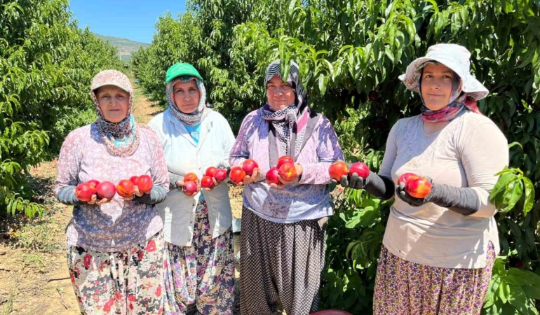 İznikli nektarin üreticisi tarladaki ve marketteki fiyat farkına tepkili