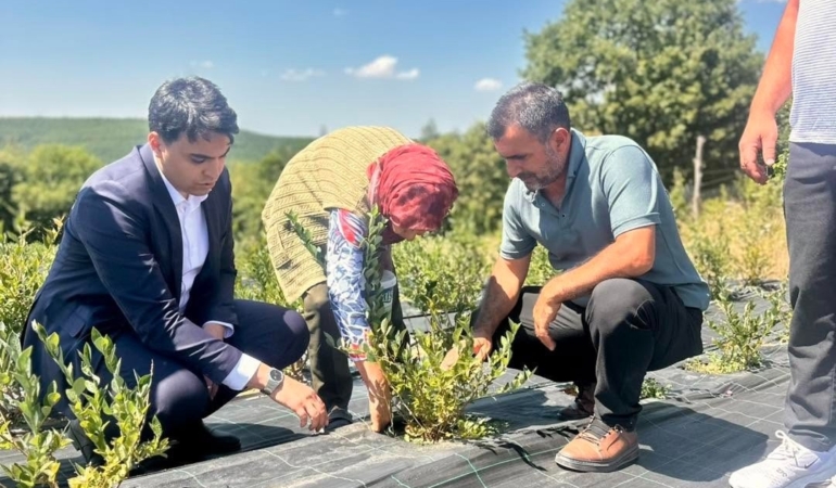 Bilecik’te yaban mersini hasadı yerinde incelendi