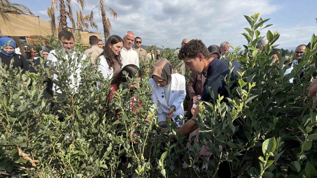 Bakan Göktaş Düzce’de yaban mersini topladı