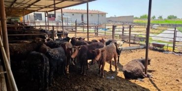 Besilik sığırlara yönelik kontrol ve denetimler sürüyor