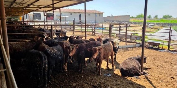 Besilik sığırlara yönelik kontrol ve denetimler sürüyor
