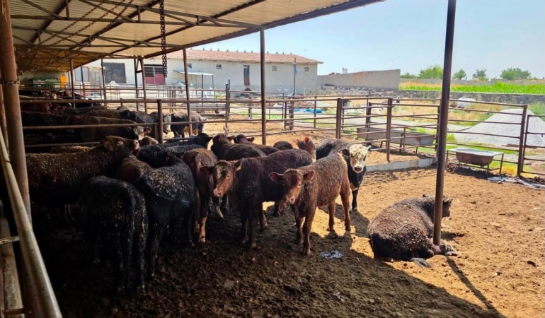 Afyonkarahisar’da besilik sığırlara yönelik denetimler sürüyor