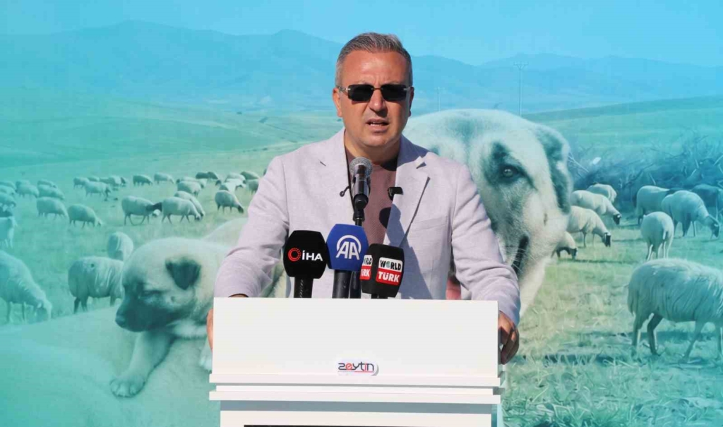 Dünyaca ünlü "Anadolu aslanları" güzellik yarışında kıyasıya yarıştı