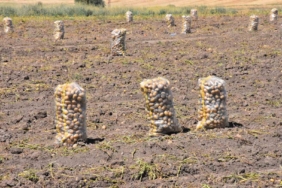 Patates üretiminde Türkiye’nin lokomotiflerinden Sandıklı’da hasat dönemi başladı
