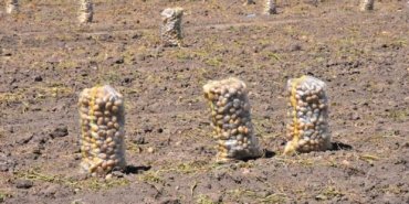 Patates üretiminde Türkiye’nin lokomotiflerinden Sandıklı’da hasat dönemi başladı
