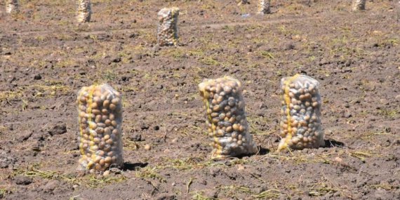 Patates üretiminde Türkiye’nin lokomotiflerinden Sandıklı’da hasat dönemi başladı