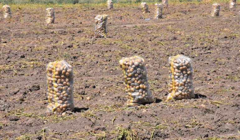 Sandıklı’da yazlık patates hasadı başladı