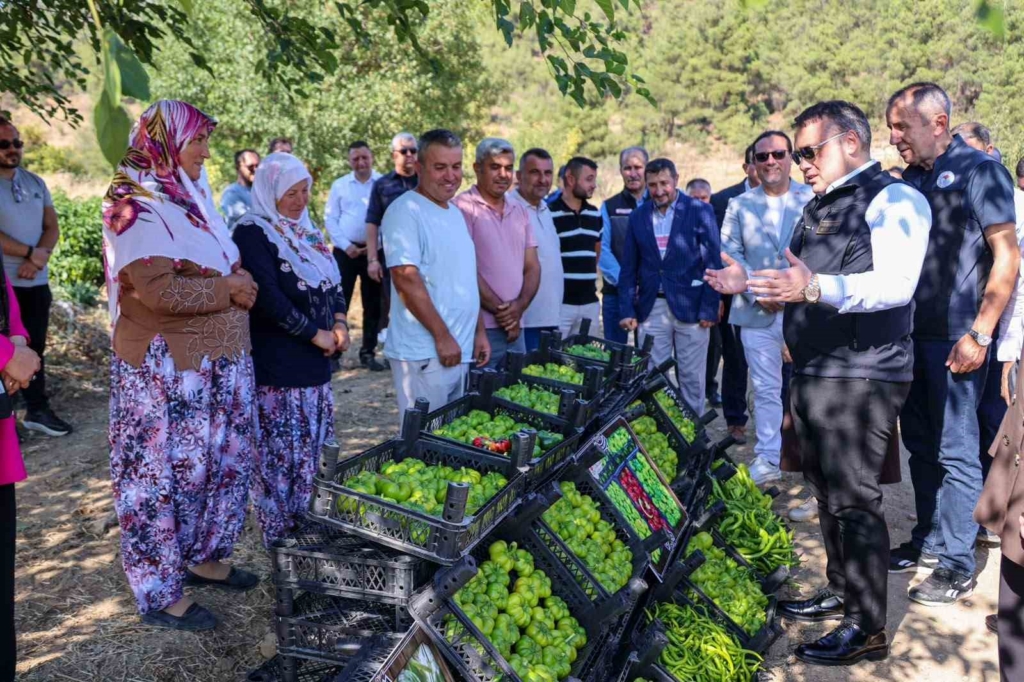 Coğrafi işaretli Kamber Biberi’nde hasat başladı