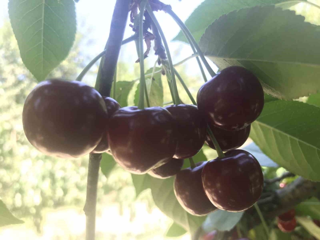 Stokların azlığı ve yüksek aroma tercihi Sultandağı vişnesini değerli yaptı