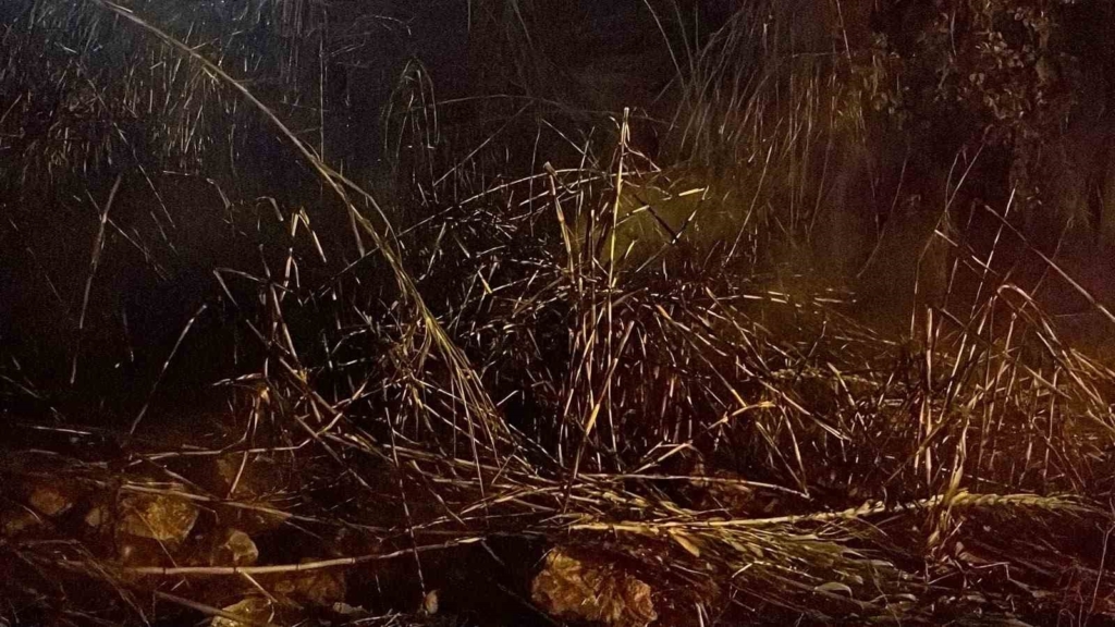 Alanya’da sazlık alanda yangın