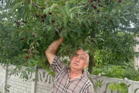 Stokların azlığı ve yüksek aroma tercihi Sultandağı vişnesini değerli yaptı