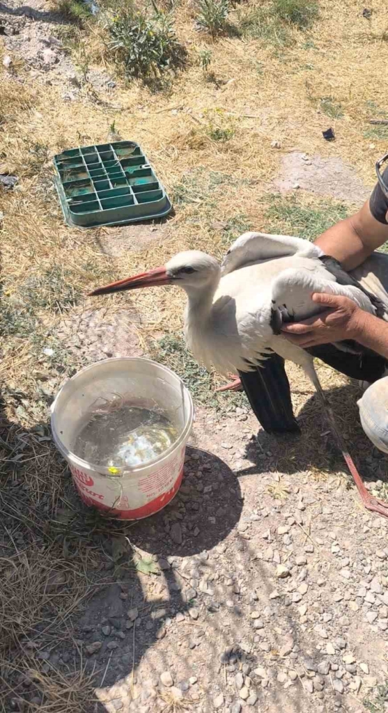 Eskişehir Büyükşehir Belediyesi çöplüğünde bacağı kırık halde bulunan leylek 4 gündür yardım bekliyor