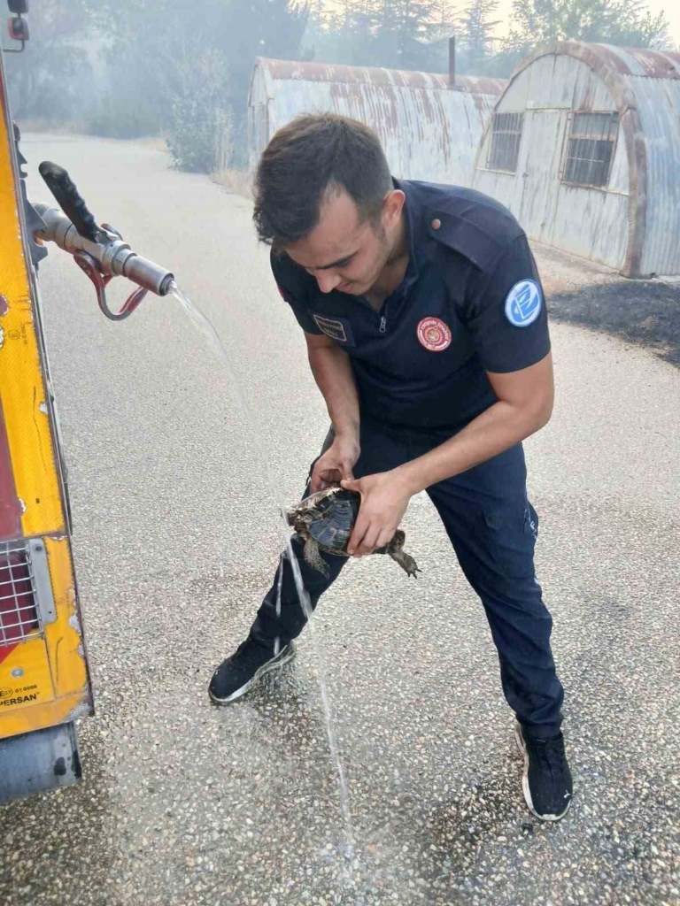 Tepebaşı’ndaki orman yangınında yanmak üzere olan kaplumbağa kurtarıldı