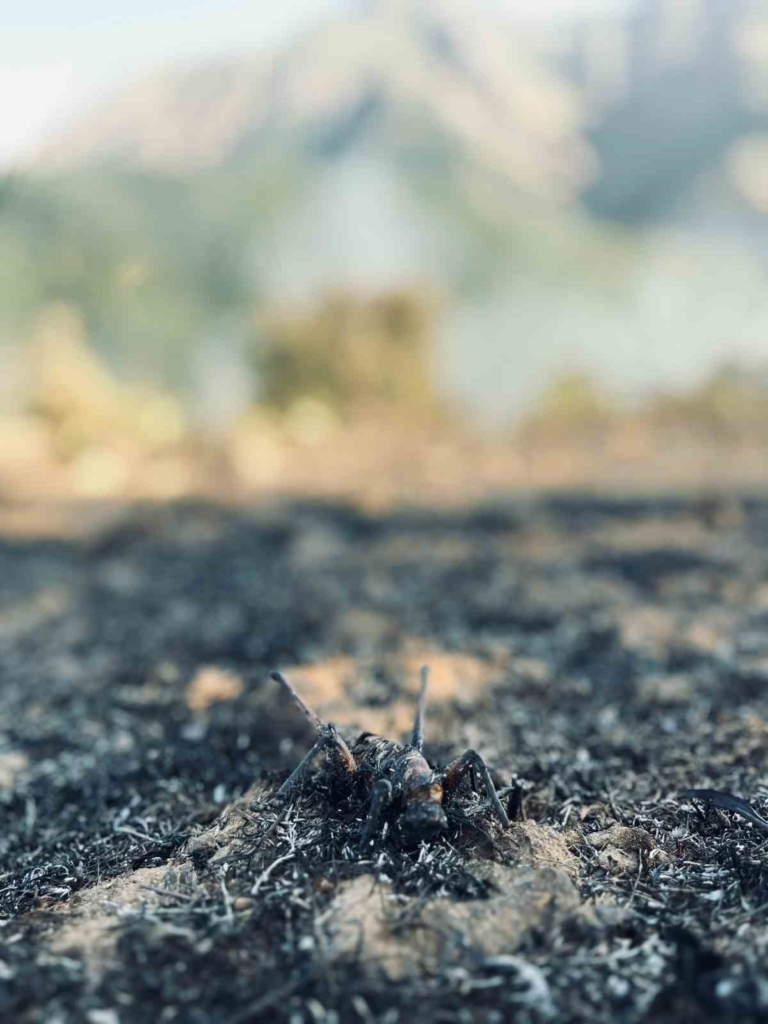 Muş’ta ormanlık alanda çıkan yangın kontrol altına alındı