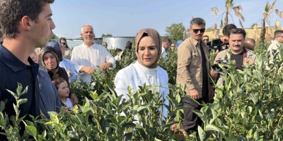 Bakan Göktaş Düzce’de yaban mersini topladı