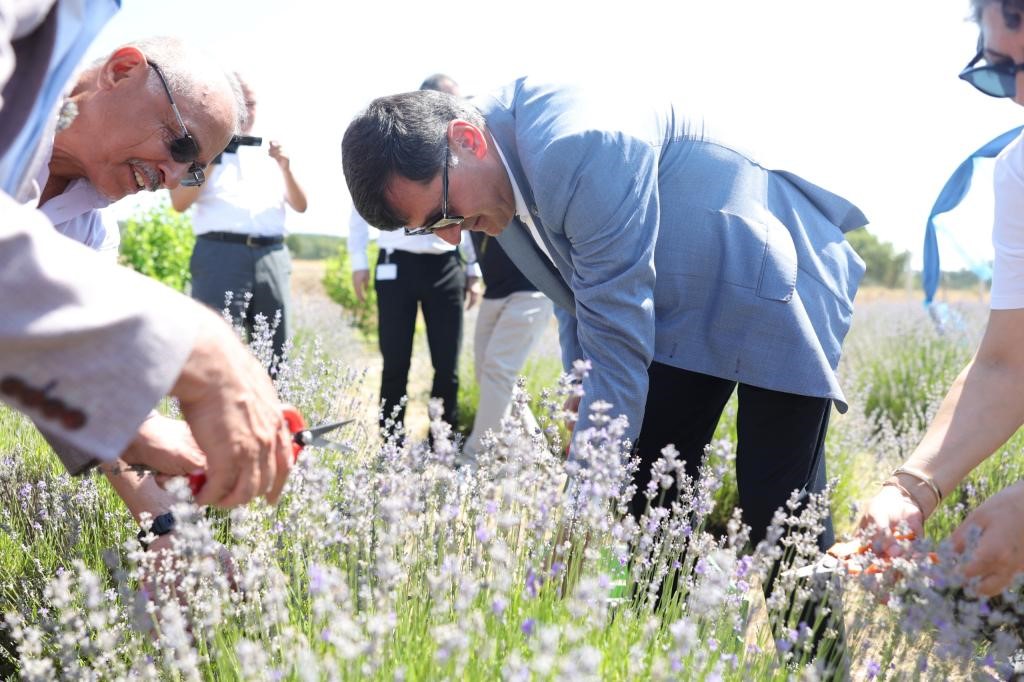 Lavanta bahçesinde hasat coşkusu
