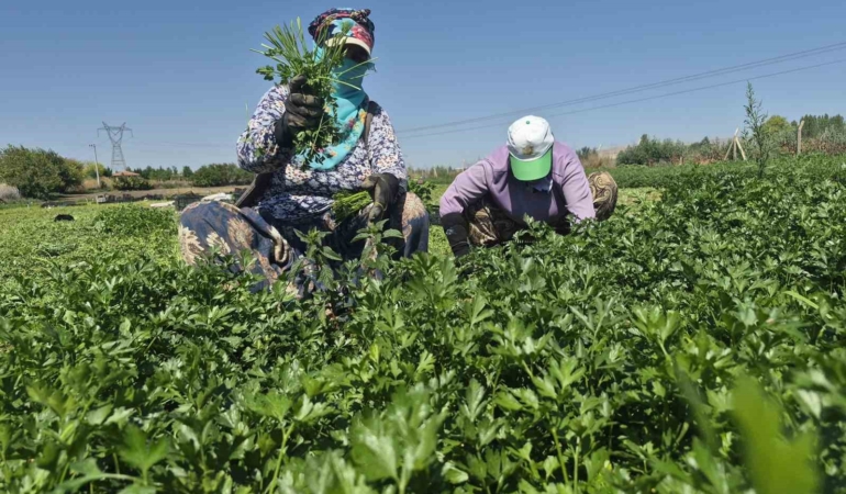 Maydanoz tarlasının emekçi kadınları 40 derece sıcakta çalışıyor