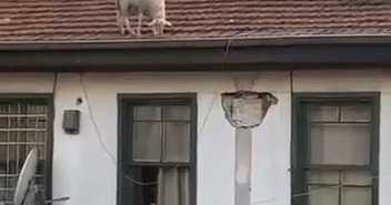 Çatıdaki koyunu görenler telefonuna sarıldı