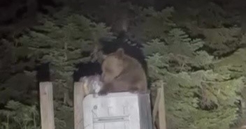 Uludağ’da aç kalan ayı çöpten yemek aradı