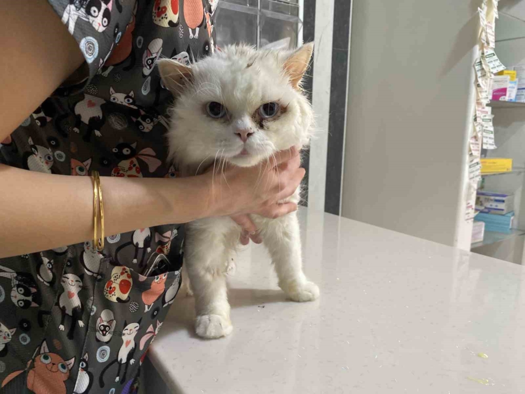 Evcil hayvanlarınızı evde tek bırakırken dikkat