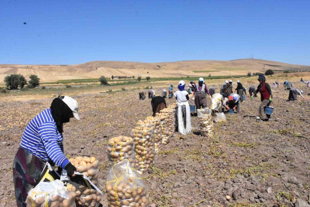 Patates üretiminde Türkiye’nin lokomotiflerinden Sandıklı’da hasat dönemi başladı