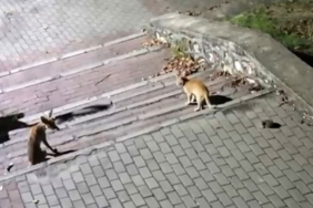Tilki, kedi ve kirpi buluşması kamerada