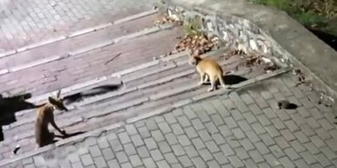 Tilki, kedi ve kirpi buluşması kamerada