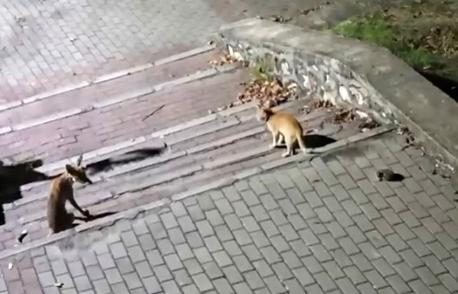 Tilki, kedi ve kirpi buluşması kamerada