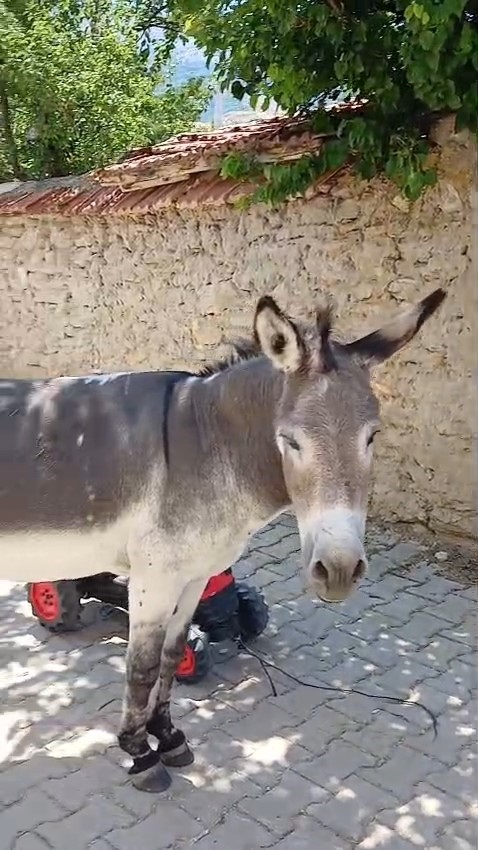 Kırsal mahalledeki başıboş eşek merak konusu