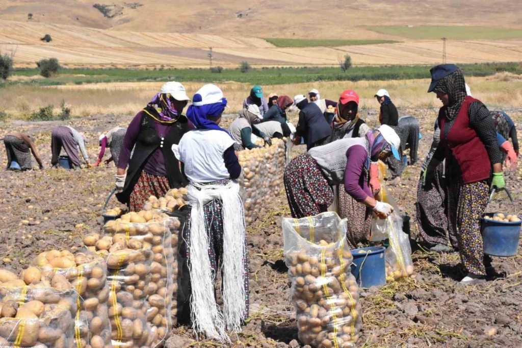 Patates üretiminde Türkiye’nin lokomotiflerinden Sandıklı’da hasat dönemi başladı
