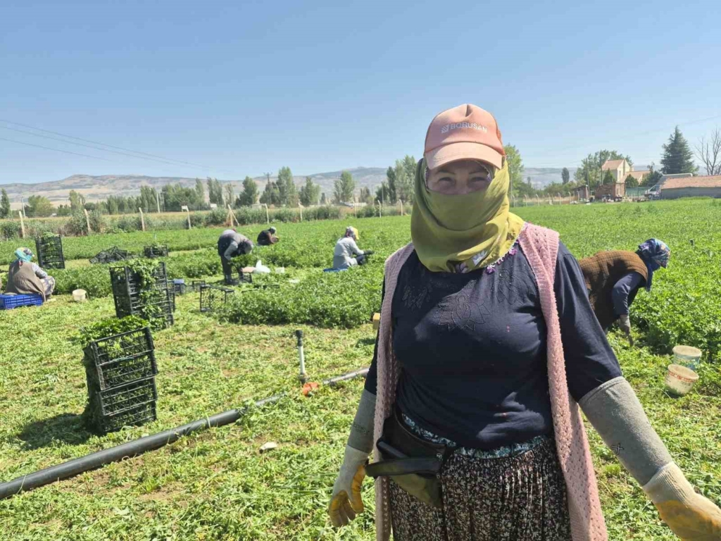 Maydanoz tarlasının emekçi kadınları
