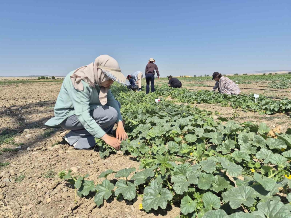 Geleceğin ziraat mühendisleri Eskişehir’de yetişiyor