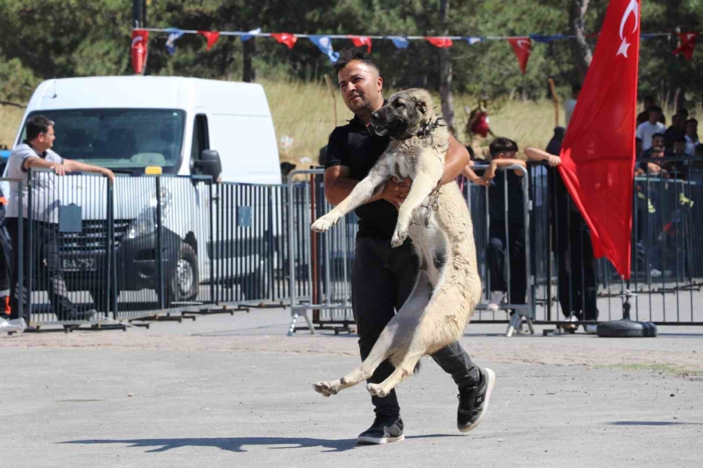 Dünyaca ünlü "Anadolu aslanları" güzellik yarışında kıyasıya yarıştı