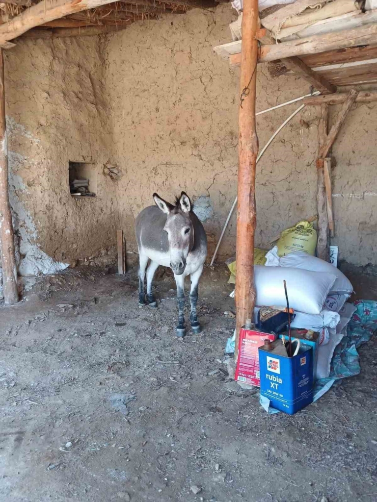 Kırsal mahalledeki başıboş eşek merak konusu