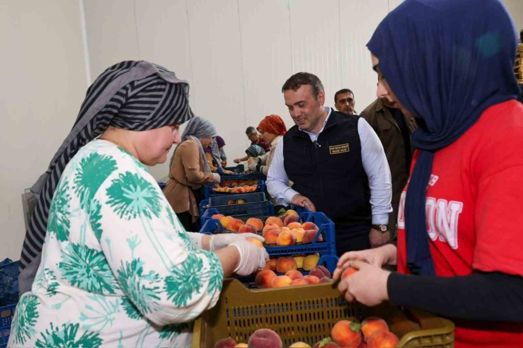 Bu nektarinin tamamı yurtdışına gönderiliyor