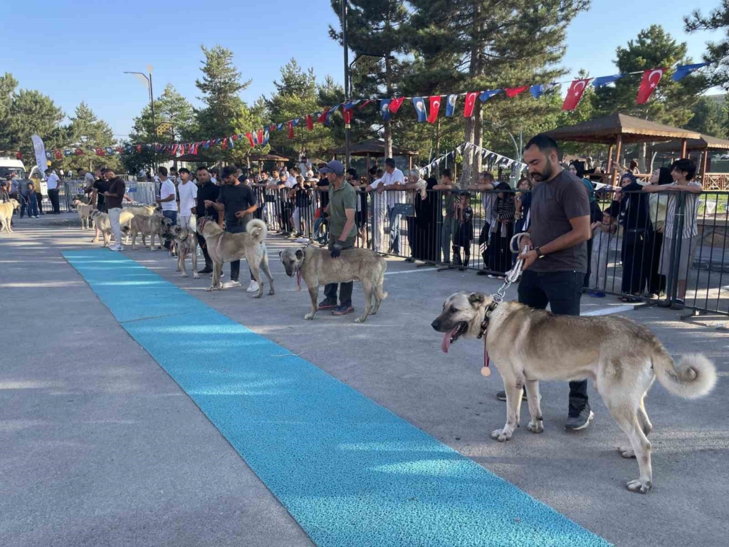 Dünyaca ünlü "Anadolu aslanları" güzellik yarışında kıyasıya yarıştı