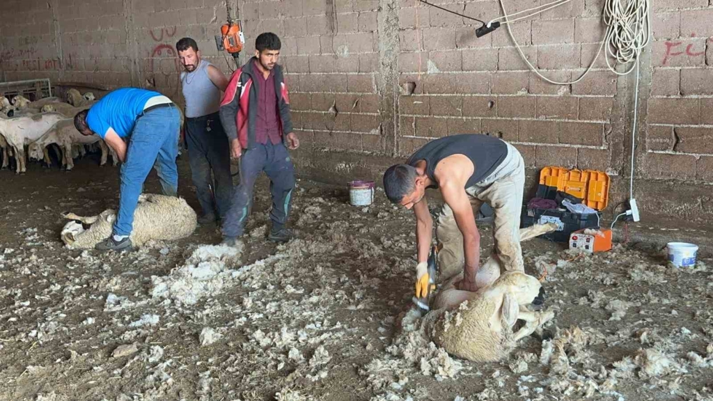 Kırkımcıların yaz sezonunda gelirleri genel müdür maaşını aratmıyor