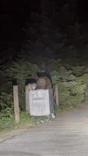 Uludağ’da aç kalan ayı çöpten yemek aradı