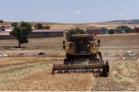 Kütahya’da 18 farklı nohut çeşidi aynı tarlada tanıtıldı