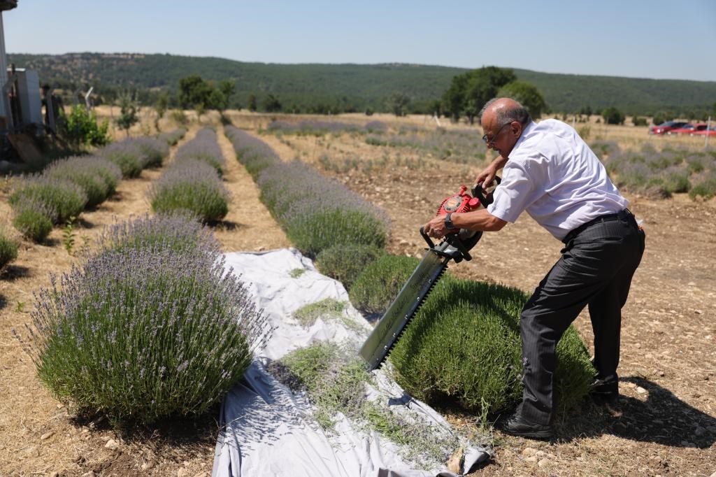 Lavanta bahçesinde hasat coşkusu