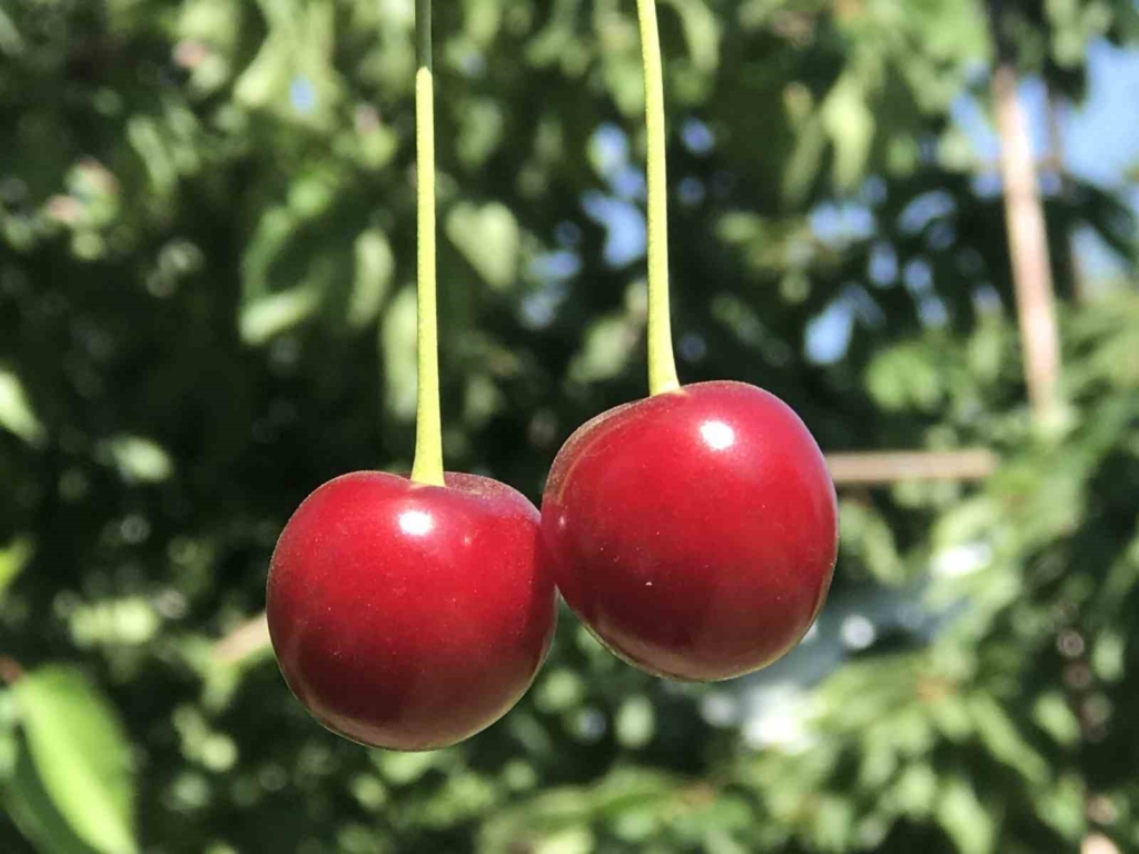 Stokların azlığı ve yüksek aroma tercihi Sultandağı vişnesini değerli yaptı