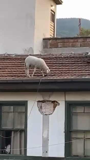 Çatıdaki koyunu görenler telefonuna sarıldı