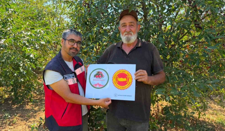 Şaphane Vişnesi için coğrafi işaret tescil çalışmaları sürüyor