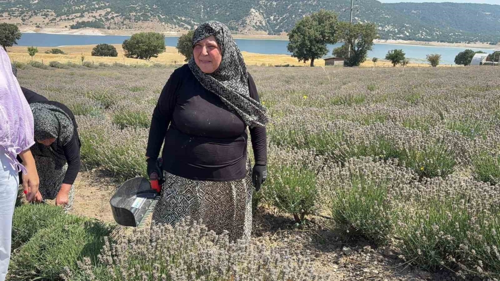 Kütahya’da 5 yıllık lavanta emeğinin hasadı kadınlara umut oldu