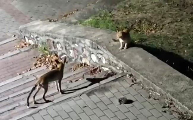 Tilki, kedi ve kirpi buluşması kamerada
