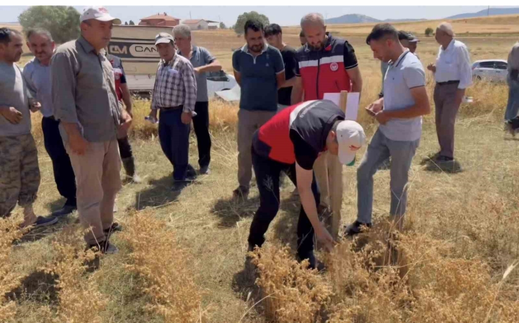 Kütahya’da 18 farklı nohut çeşidi aynı tarlada tanıtıldı