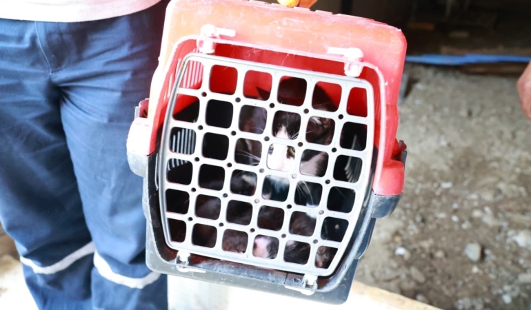 Kaçak bina yıkımında anne kedi ve yavruları kurtarıldı