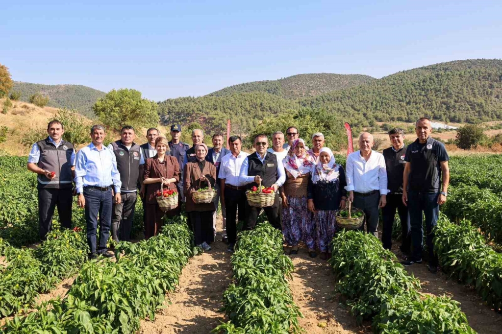 Coğrafi işaretli Kamber Biberi’nde hasat başladı